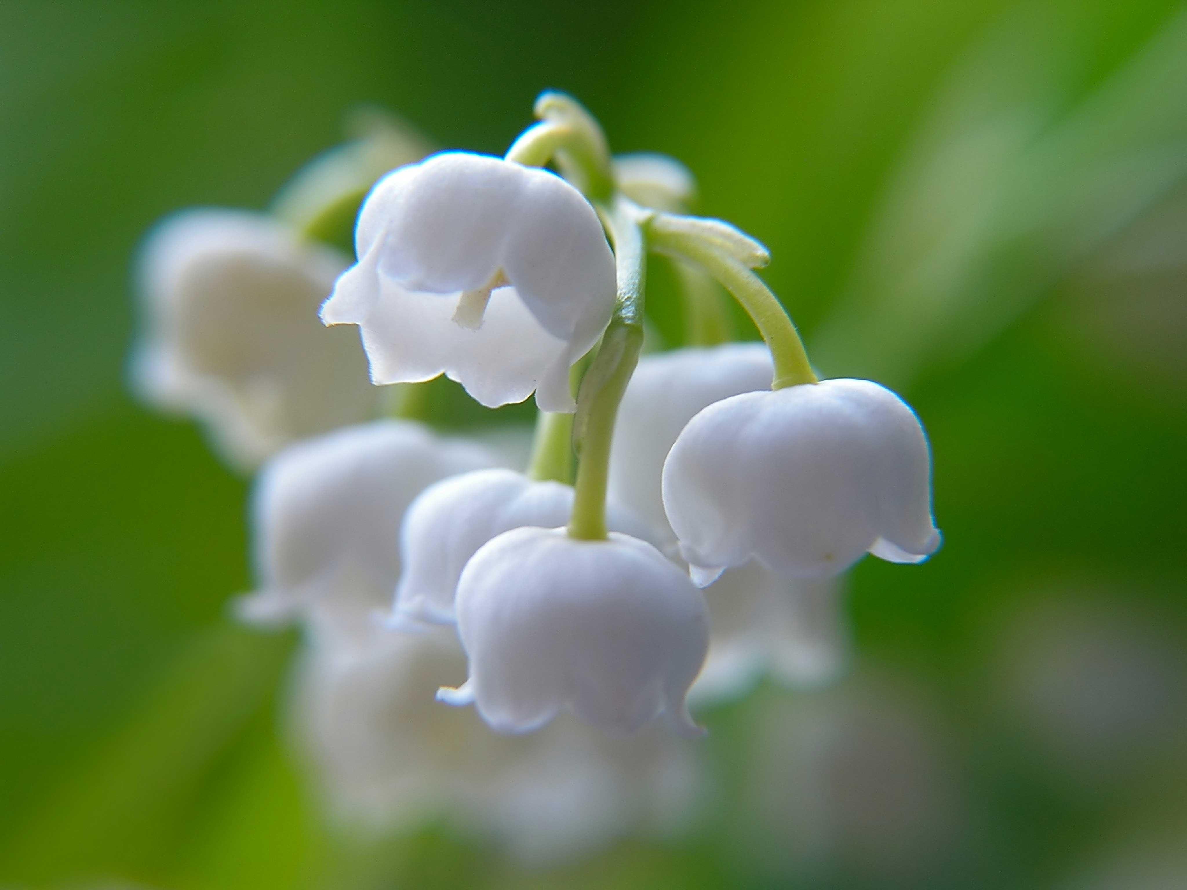 All About Lily of the Valley